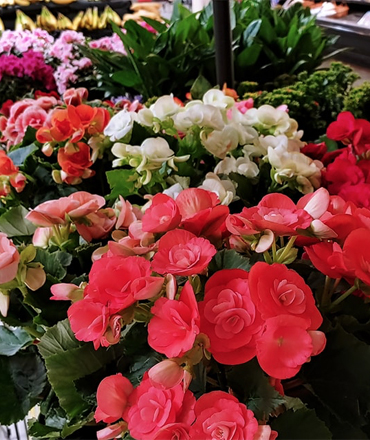 Oak Hill Market - Floral